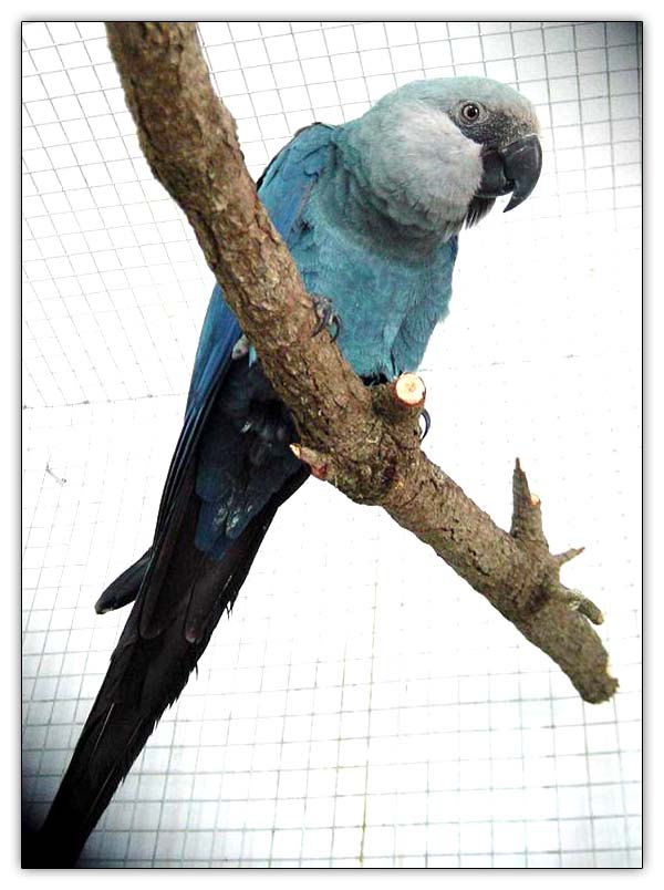  ספיקס-Spix's Macaw.jpg